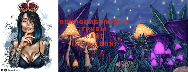 дарнет шоп  Азов  Галлюциногенные грибы Psilocybe 